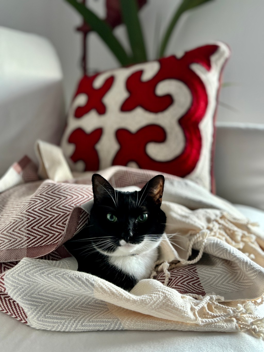 A Cat’s Eye&nbsp;View